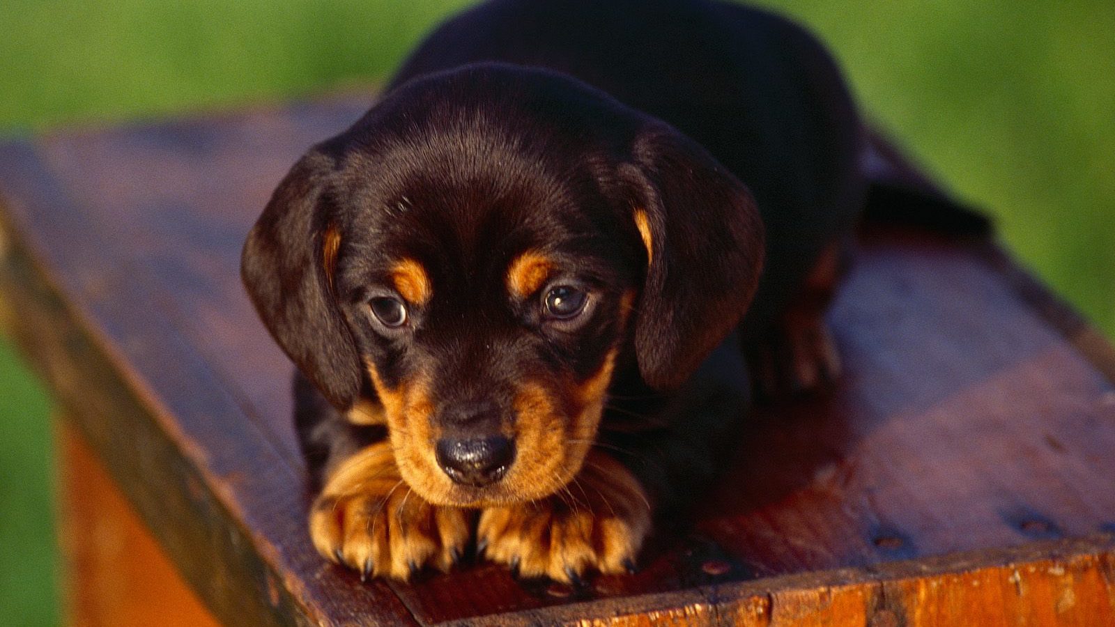 Dachshund Puppy Dog Pictures HD Wallpaper Backgrounds